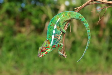 Colorful chameleon on a branch in Réunion