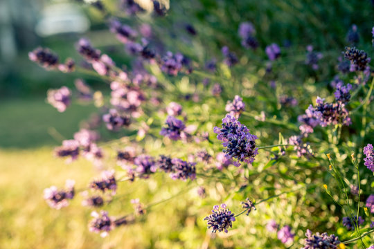Lavendel purple flower
