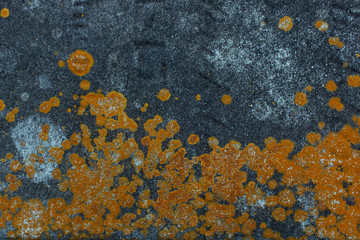 Gorgeous orange lichen on a dark weathered stone