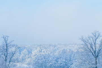 beautiful view of the snowy park and light fog. trees are covere