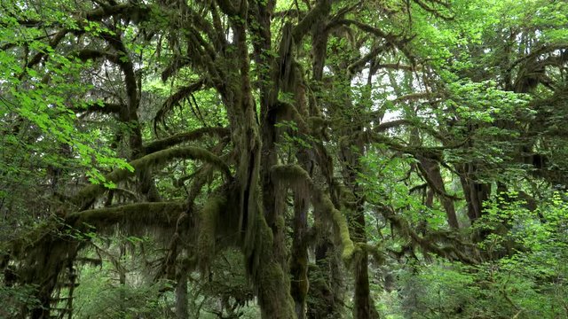 tilt down shot of a moss covered maple tree at hoh rainforest in the olympic national park of the us pacific northwest