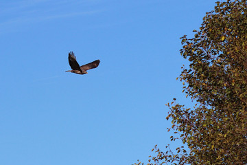 An eagle with spread wings flies against the blue sky near a tree. Flying bird is a symbol of freedom and independence. Hunting bird of prey. Autumn landscape. Falconry nobility