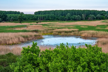 Naklejka premium View of a swamp in Serbia