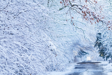 road in a cozy winter park over which many snow-covered trees