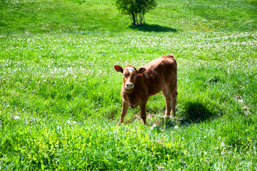 A cow is grazing in green meadows.