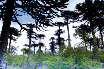 Araucaria Chilena