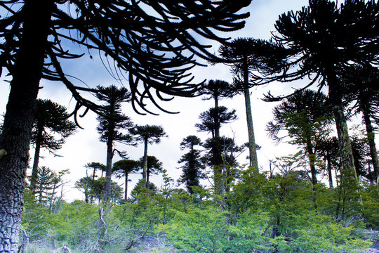 Araucaria Chilena