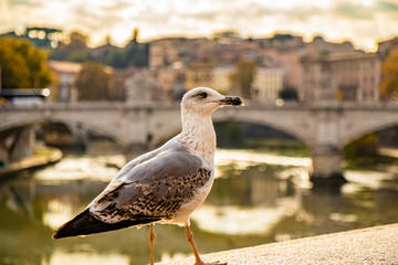 A seagull on the wall of the Tiber, with the Vittorio Emanuele II Bridge in the background. At sunset, in Rome, in Italy