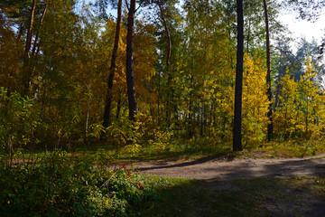 Obraz premium View of the road in the autumn pine forest. Nature, beauty.