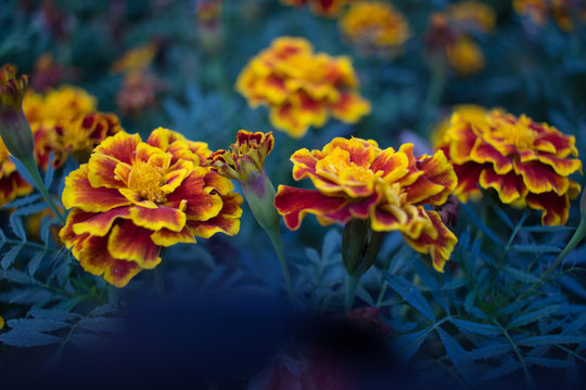 Flores vermelhas e amarelas no outono na cidade de Praga na Rep&uacute;blica Tcheca