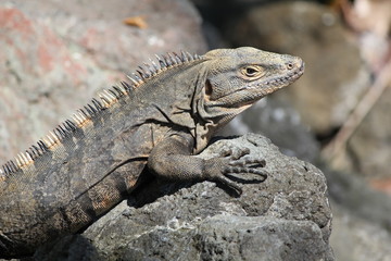 Huge iguana in Cost Rica