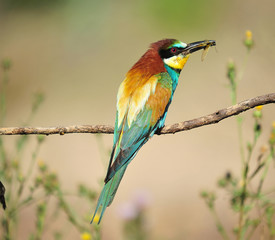 abejaruco con bonitos colores