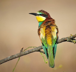 Obraz premium bee eater