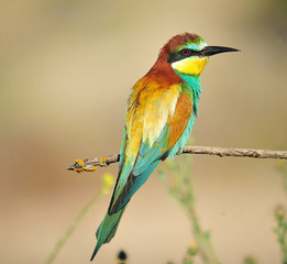 abejaruco con bonitos colores