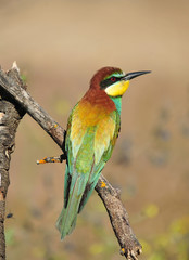 bee eater in spain
