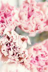 Light pink carnation flowers on a white background