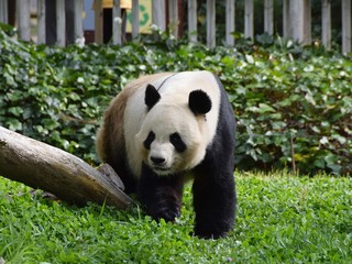 Obraz premium wildlife wild zoo madrid