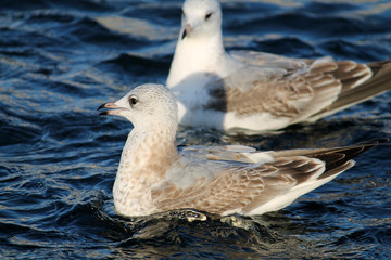 Adult Common gull (Larus canus) or mew gull in second winter plumage