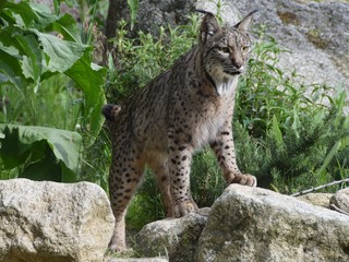 wildlife wild zoo madrid