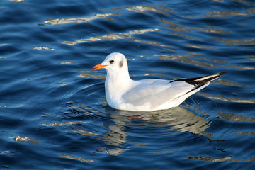 Adult Black-headed gull (Chroicocephalus ridibundus) in winter plumage
