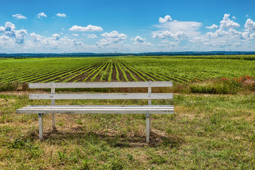 A white wooden bench and green agriculture fields in blue sky with clouds  © nedomacki