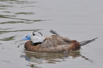 White headed duck