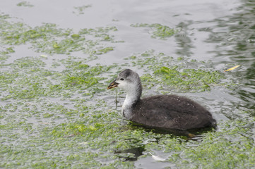 Juvenile Coot