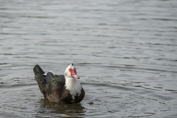 Muscovy duck