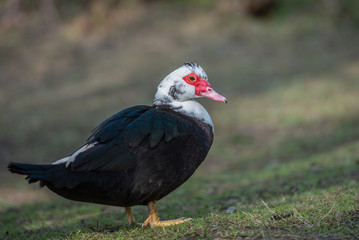 Muscovy Duck