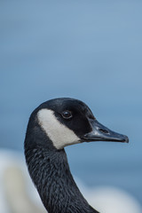 Portrait of a Canada goose