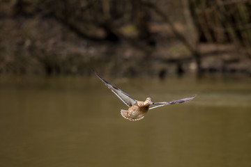Female Mallard Final Landing