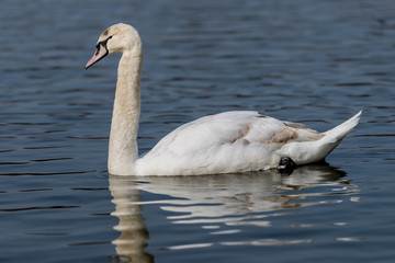 Young Mute Swan on mill pond