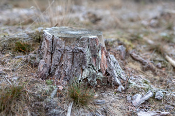 Old pine trunk covered with hoarfrost. A place of beheading in a coniferous forest.