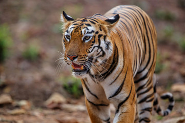 Fototapeta na wymiar Female tiger in Todoba National Park in India