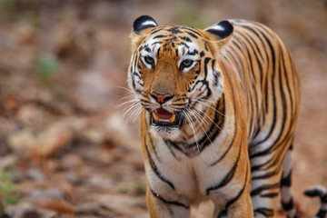 Female tiger in Todoba National Park in India