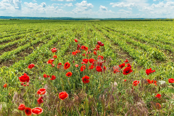 Red poppy flowers in a field