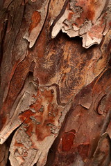 Taxus baccata bark