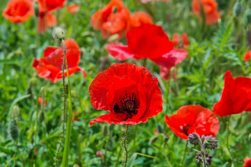 Fototapeta na wymiar Red poppy flowers in a field