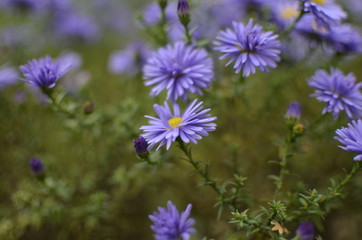 purple flowers in the garden