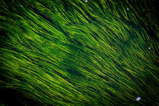 algue verte abstraite 
