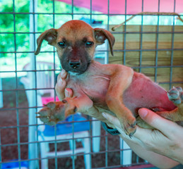 Rescue Dogs at a animal sanctuary Views around the Caribbean isalnd of Curacao