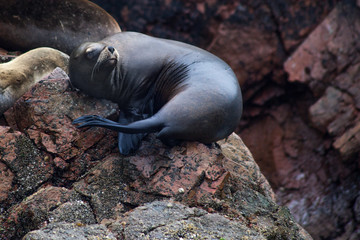 A sea lion curled on a rock, showing clearly the nails on his rear flipper.