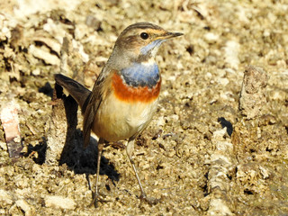 Bluethroat (Luscinia svecica)
