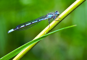 Damsel at Rest