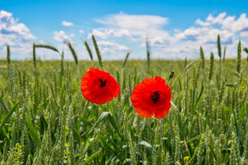 Naklejka premium Red poppy flowers in a field