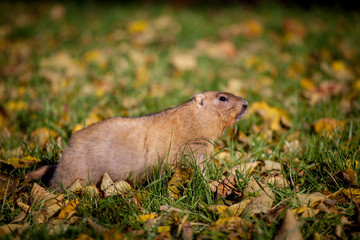 The bobak or steppe marmot in autumn park