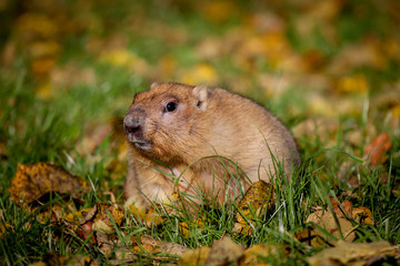 The bobak or steppe marmot in autumn park