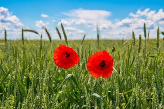 Red poppy flowers in a field