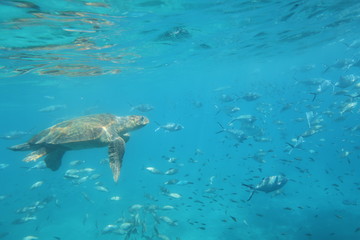 Obraz premium The underwater world of the Mediterranean Sea of Crete