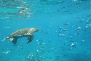 The underwater world of the Mediterranean Sea of Crete